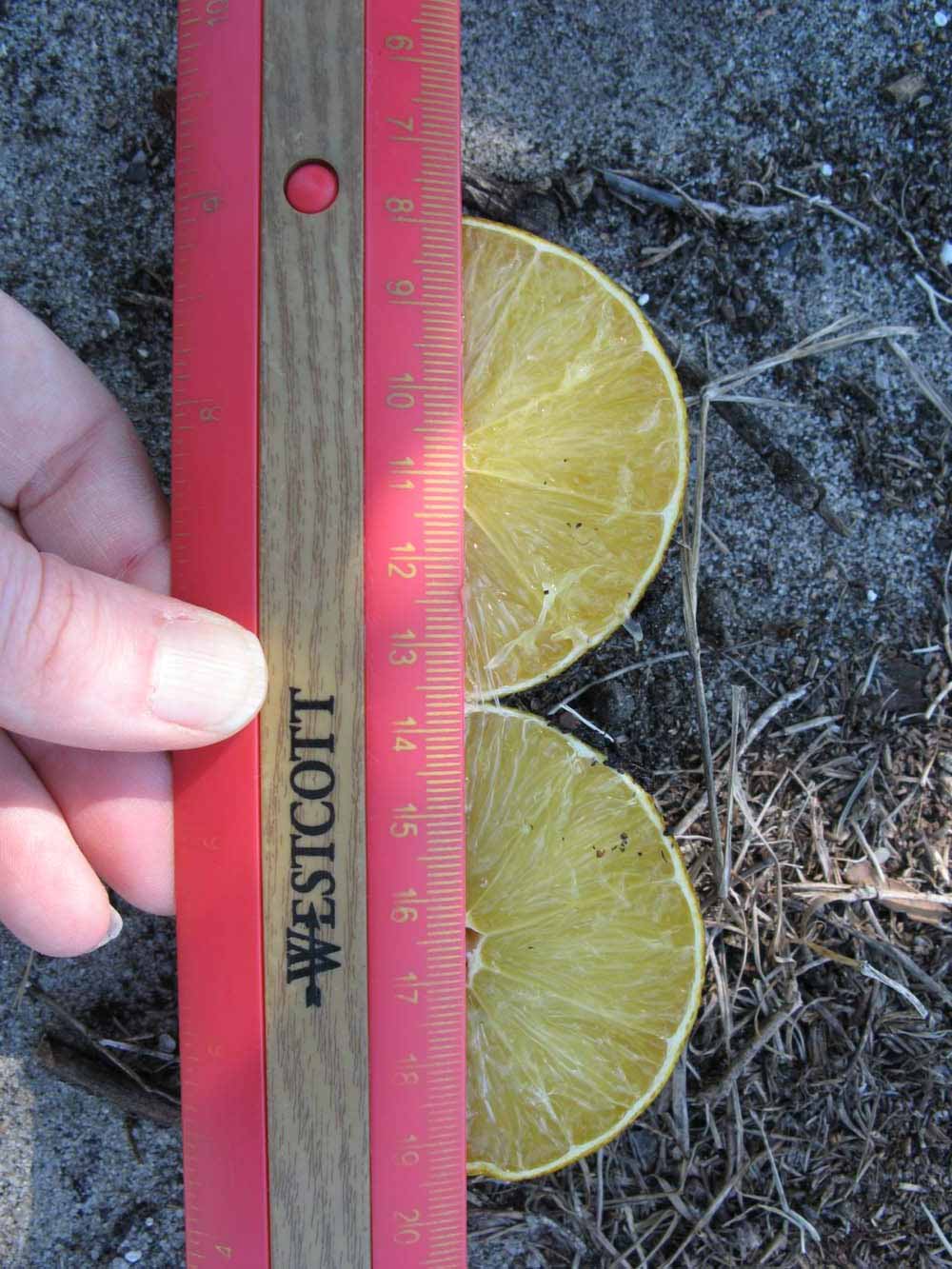            Fruit cross-section (Winter Haven, FL)   